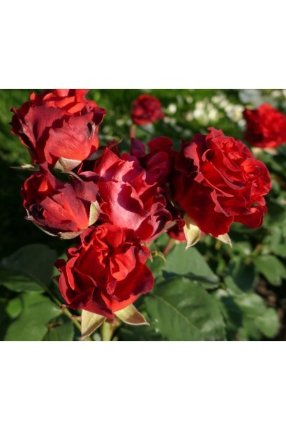 Троянда чайно-гібридна Ель Торо